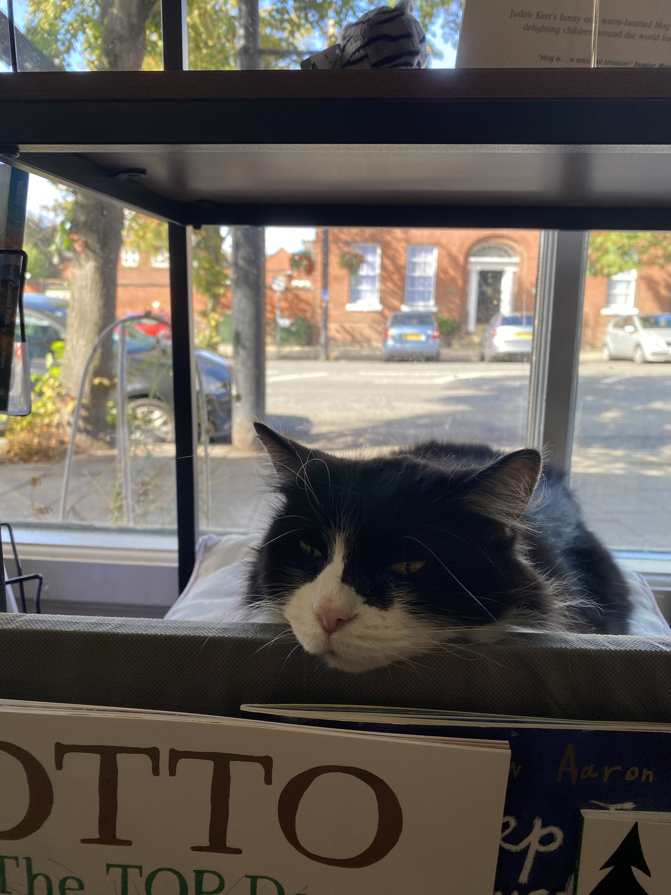 Welcome to the Kokoro Cat Clinic - Exclusive Gift and Invite to Launch Party for Each order - Image 5