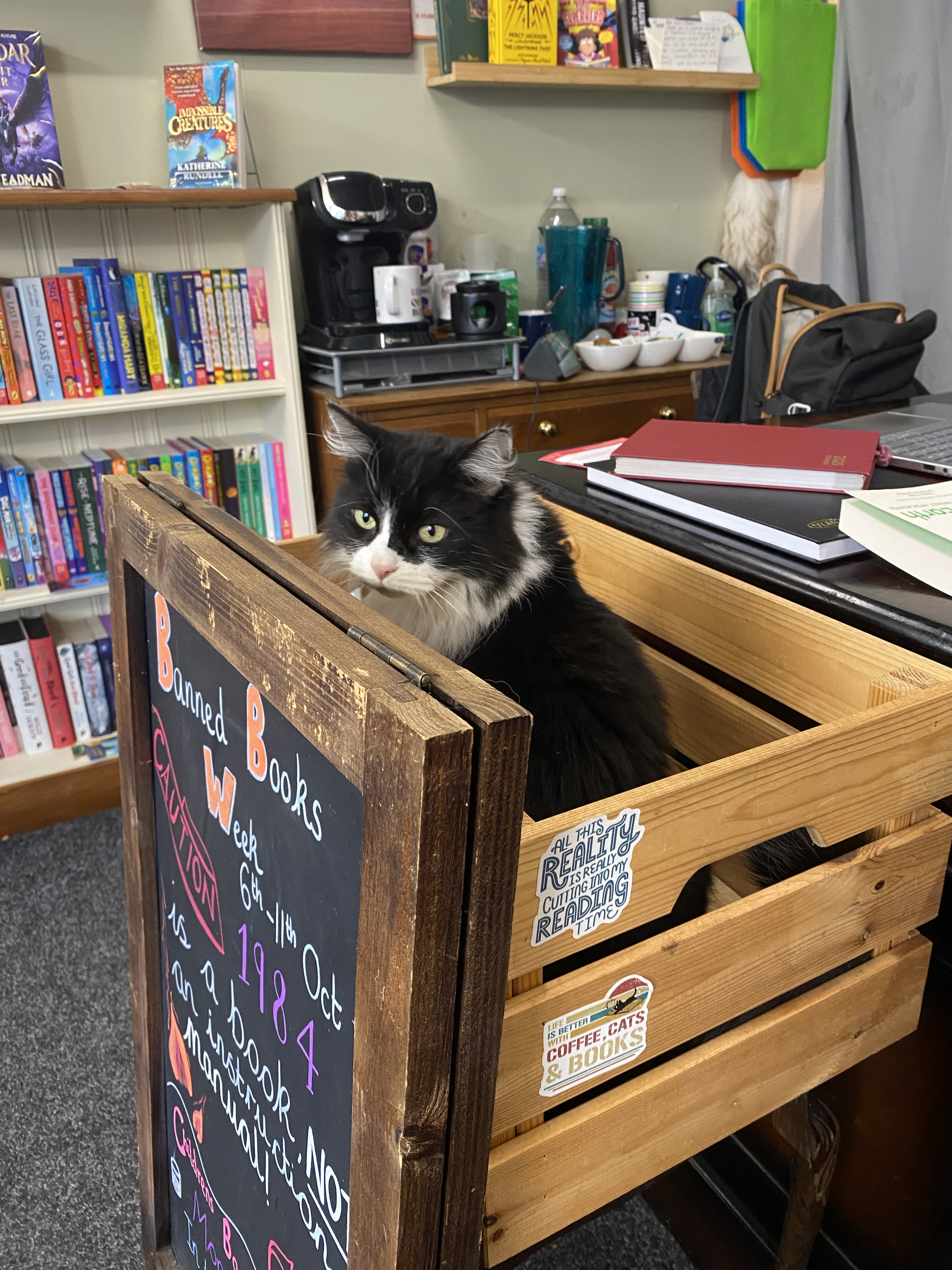 Welcome to the Kokoro Cat Clinic - Exclusive Gift and Invite to Launch Party for Each order - Image 4